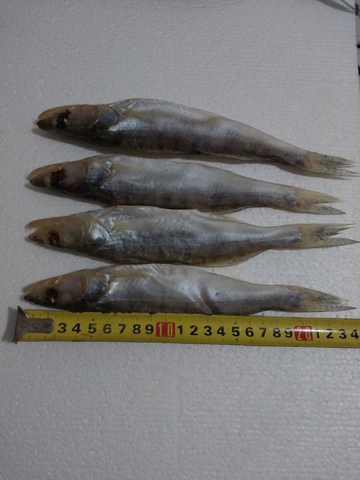 Рыба Лещ Судочек