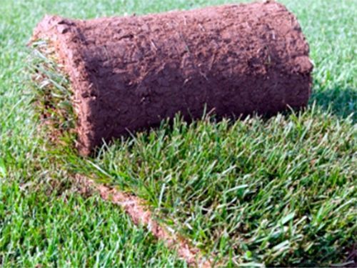 Газоны живые ДАНИЯ.⁸⁸  Оптом 40000 по 45000 сум за 1²м