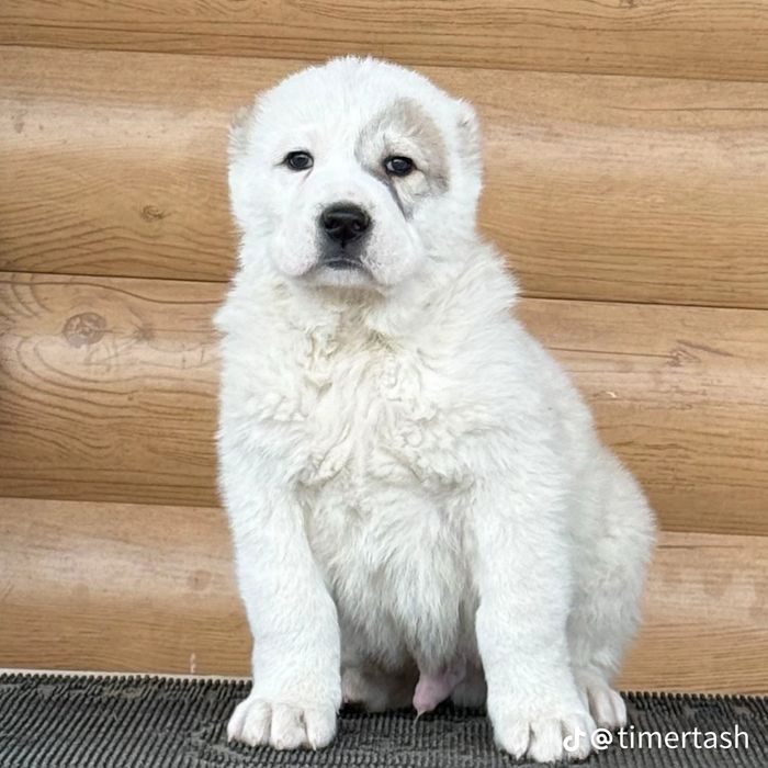 Күшіктер сатамын бағасын 50 000