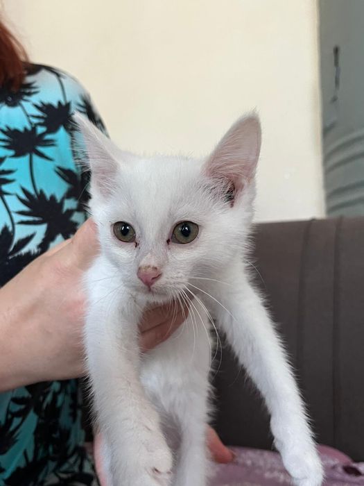 Котят в добрые руки