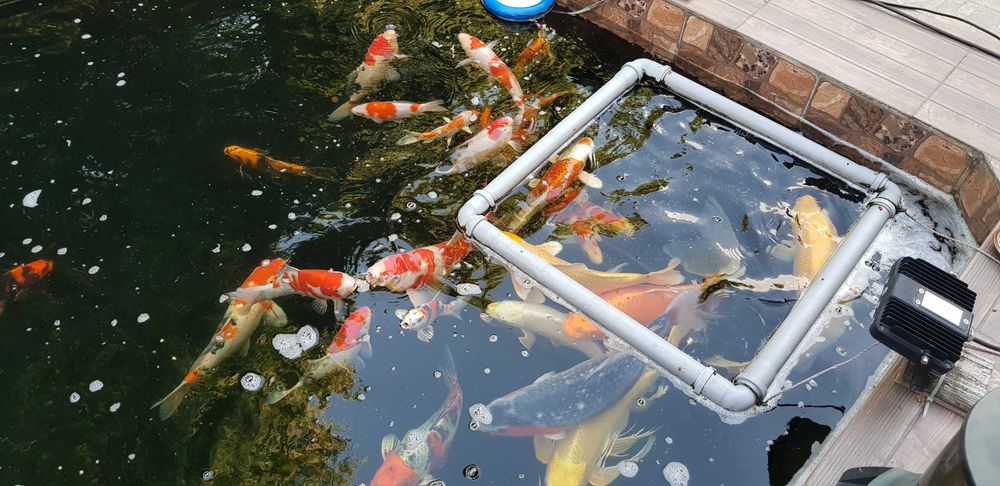 Vand sturioni(aligator,) , crapi koi , butterfly, subunchini si oranda