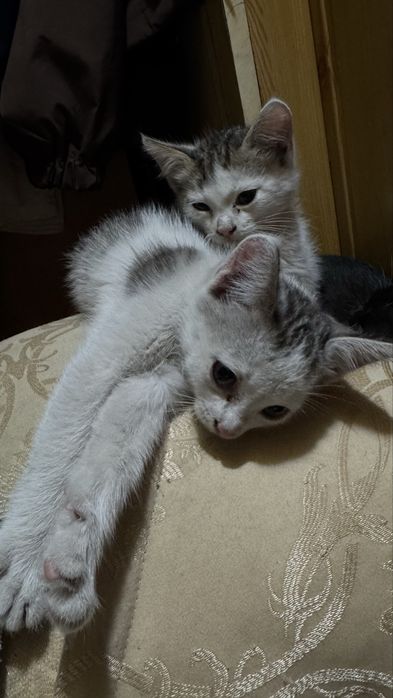 Отдаем котят в хорошие руки