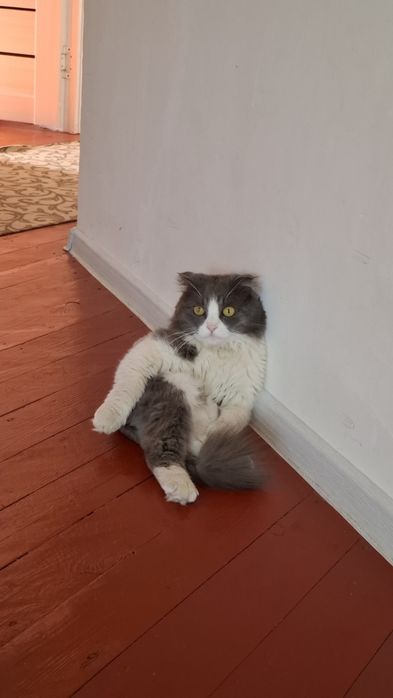 Продаётся кот в хорошые руки