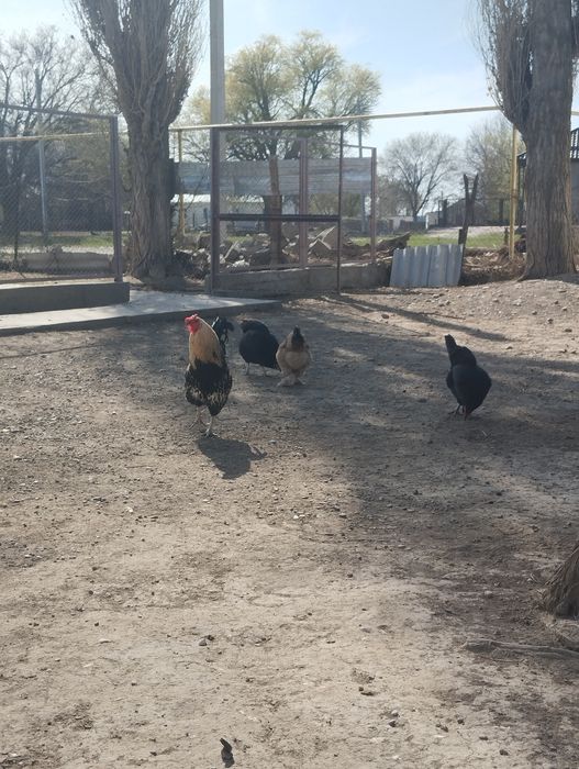 Тауыктар сатылады