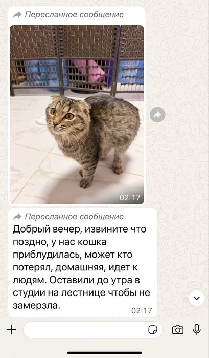 Кошечка кошечка кошечка ищет дом