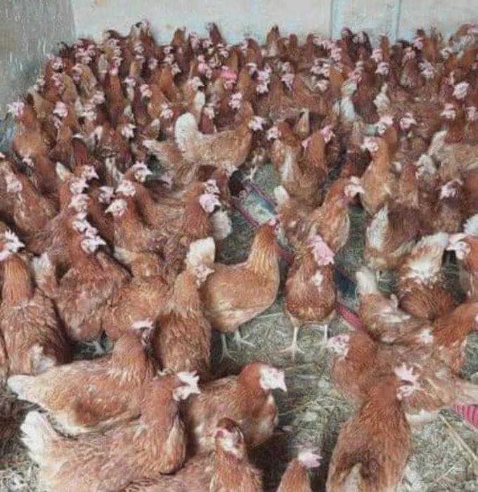 Gaini roșii putoare rasa issa brown