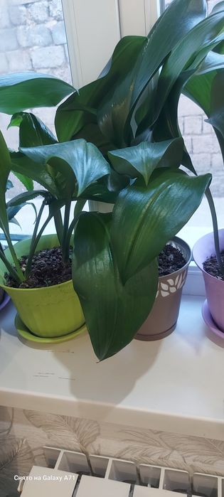 Комнатные растения