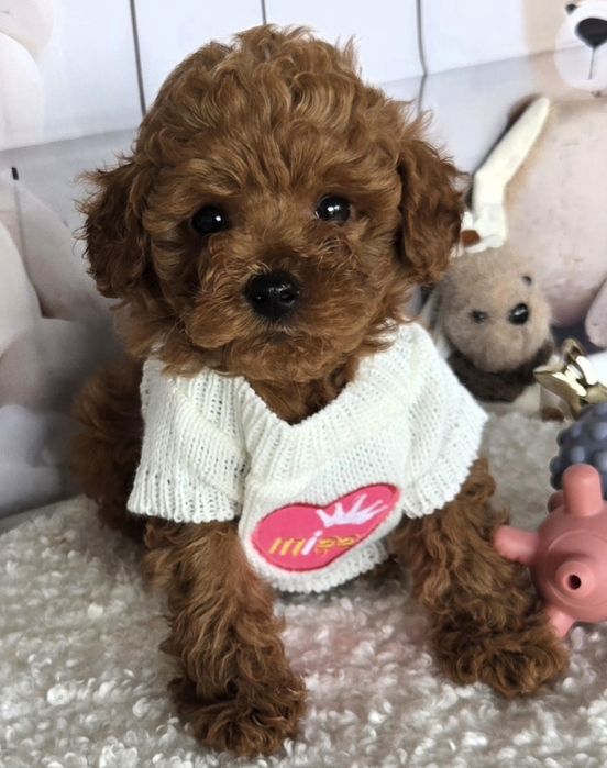 Пудел той /Poodle toy с генетични тестове на родителите / родословие