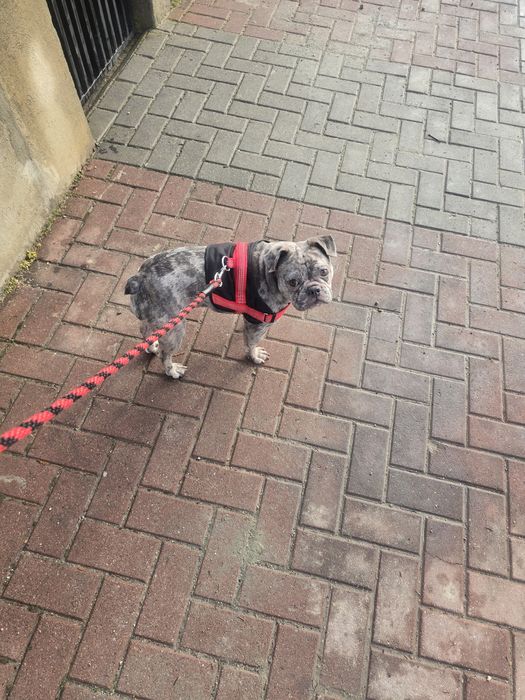 Продавам Френски Булдок