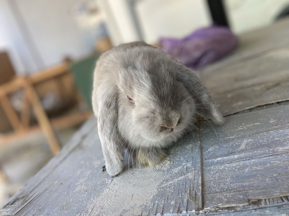 Quyon baran yangiyol