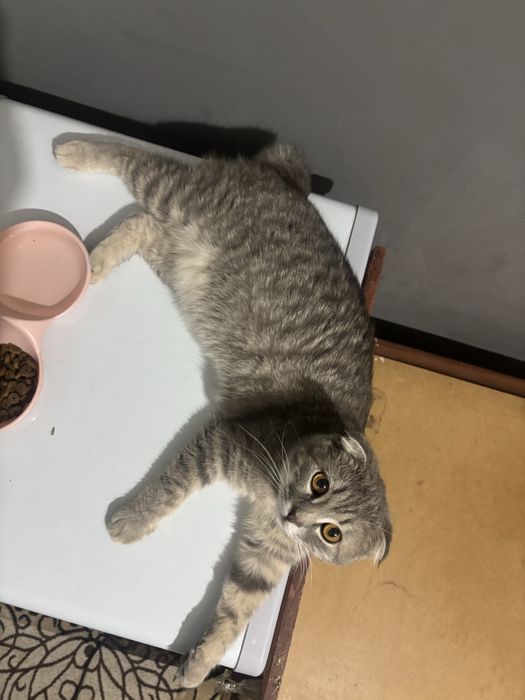 Кот скотш фолддд
