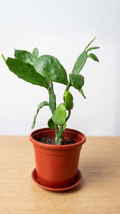 Кактус Бразилиопунция,Опунция