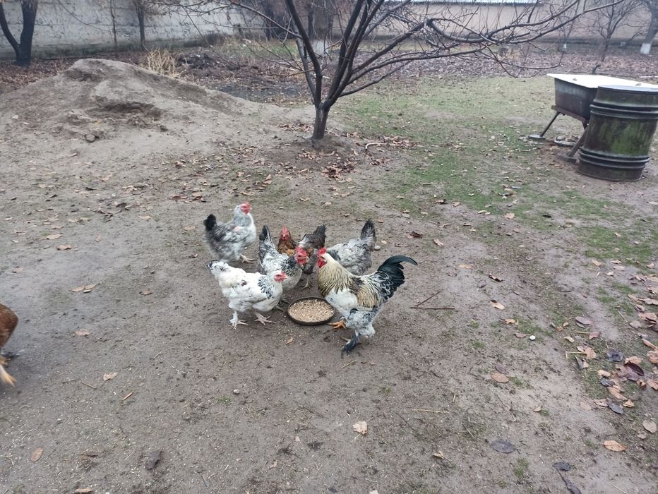 Куры ..тауктар коразымен