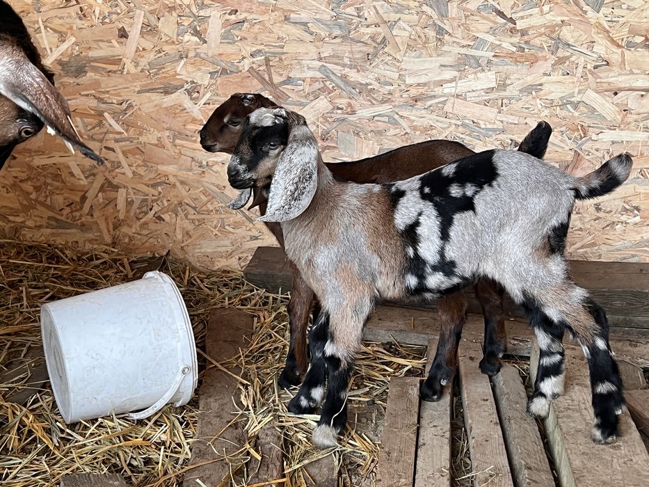 Tap anglonubian varsta 2 ani jimate