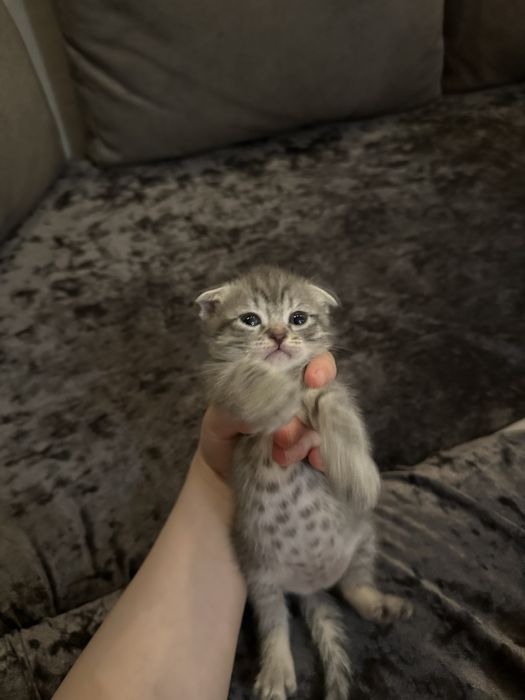 вислоухие котята от правильной вязки