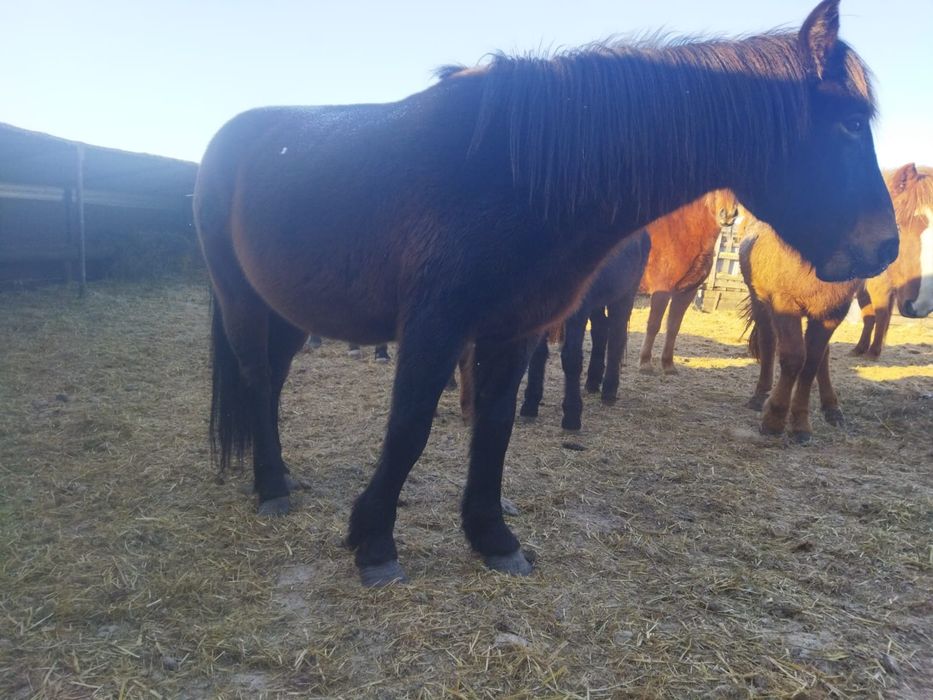 Кобыла жеребая. 10 лет