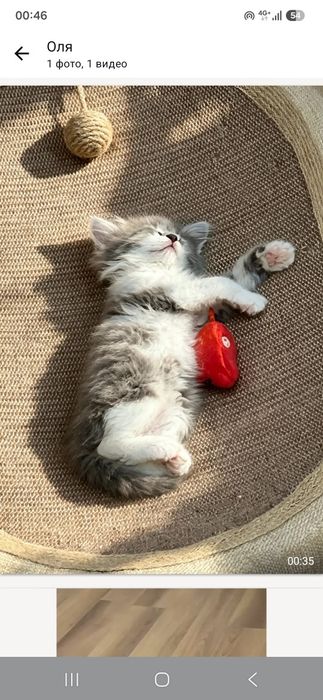 Котенок британец