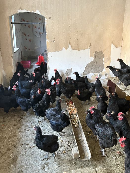 Qora tovuqla sotiladi