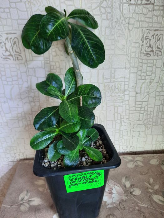 Продам молодой адениум