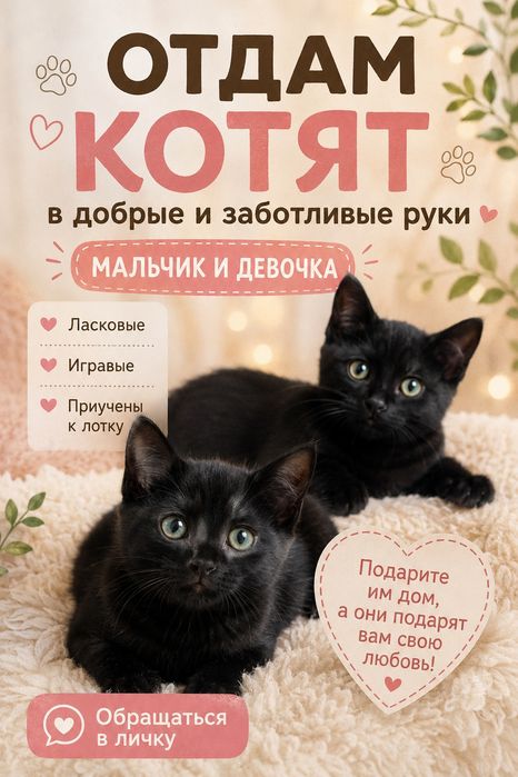 Отдам котят в добрые и заботливые руки
