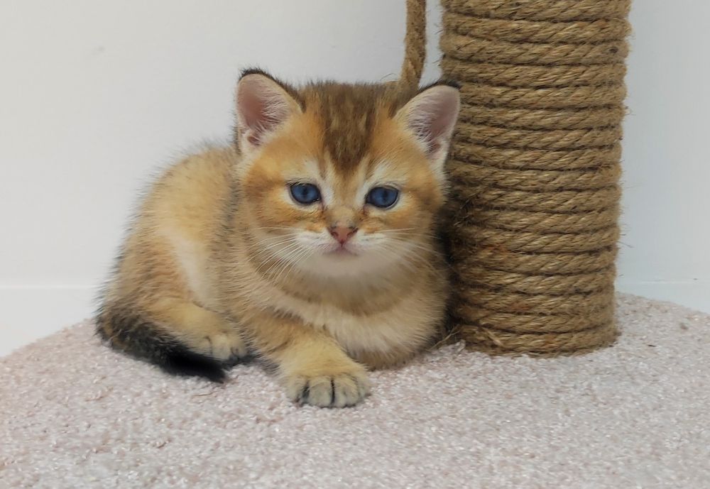 Шиншиллы золотые