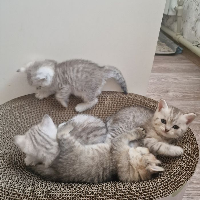 Котята котята котята