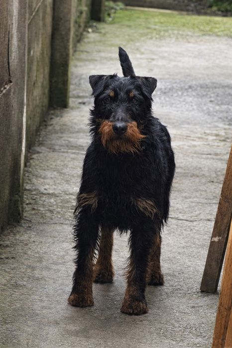 Jagd Terrier un an si trei luni mascul