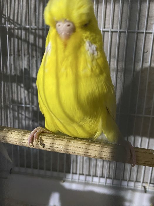 Andurka turetski papugay