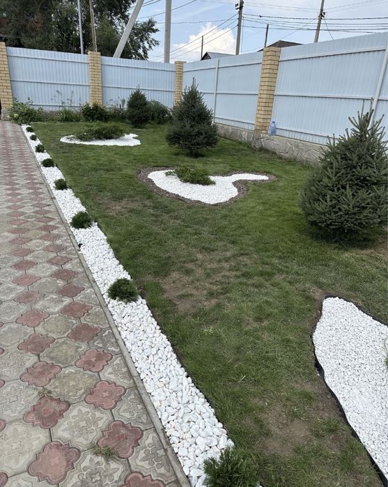 Голубые ели