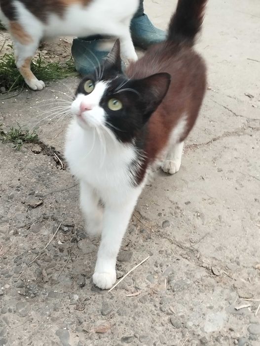 Dau motan înspre adopție,6 luni,se face rasă mare