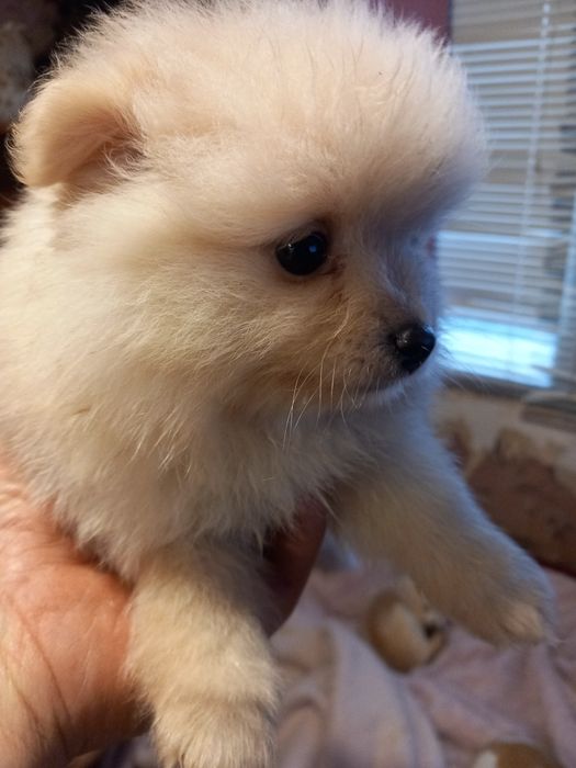 Продавам малки мини померани