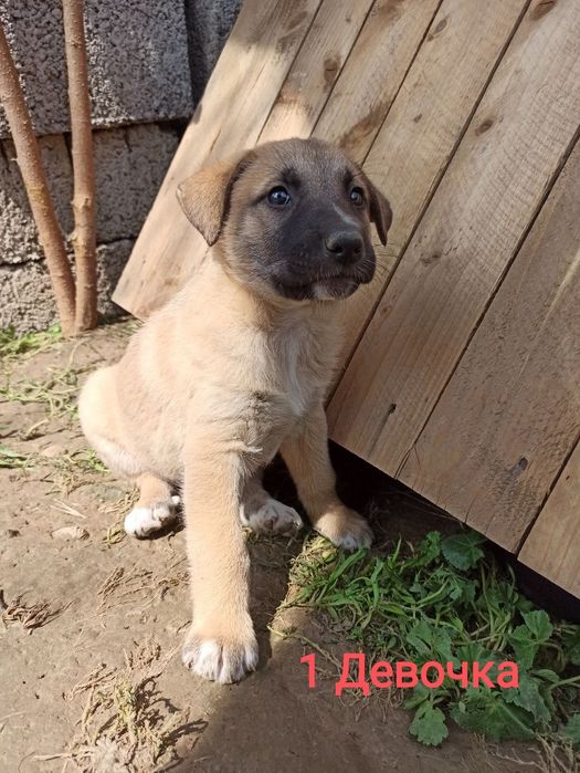 Щенки в ответственные руки!