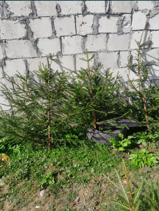 Brazi de nuntă și baloți de cracă