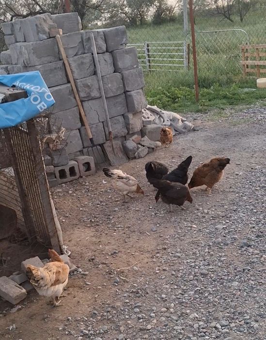 Куры домашний пароды