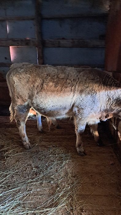 Продам бычок на телку подсосные