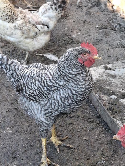 Продам курей и петухов