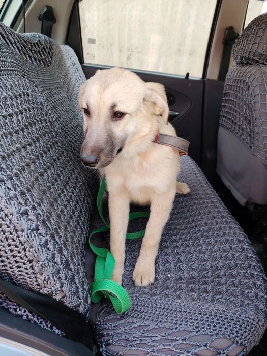 Здоровые  собачата ждут своих хозяев