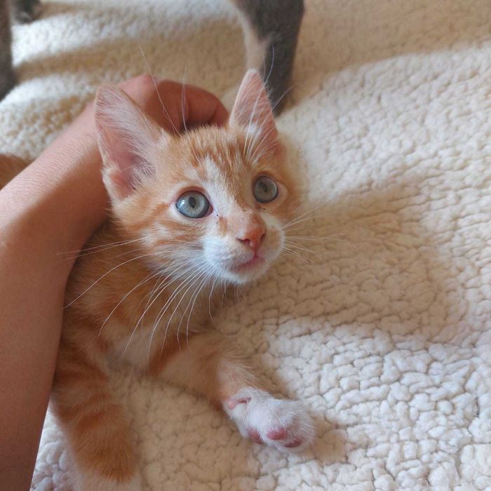 Котенок ищет дом