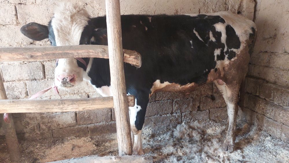 Buqa sotiladi golshten gibrit