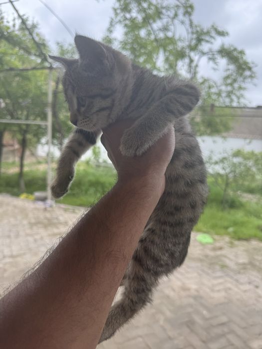 Отдам двух котят в хорошие руки