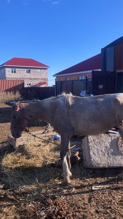 Прирученная лошадь