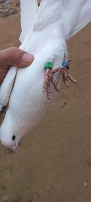 Белые голуби белые