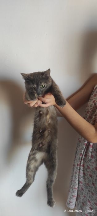 Отдам кошку в добрые руки (возраст 1год)