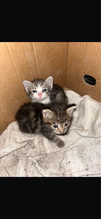 Котята срочно в домашние руки