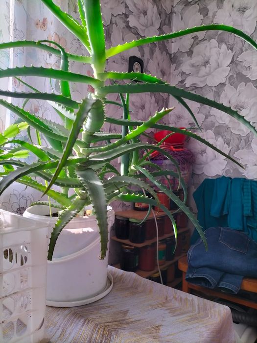 Продам алое лечебный
