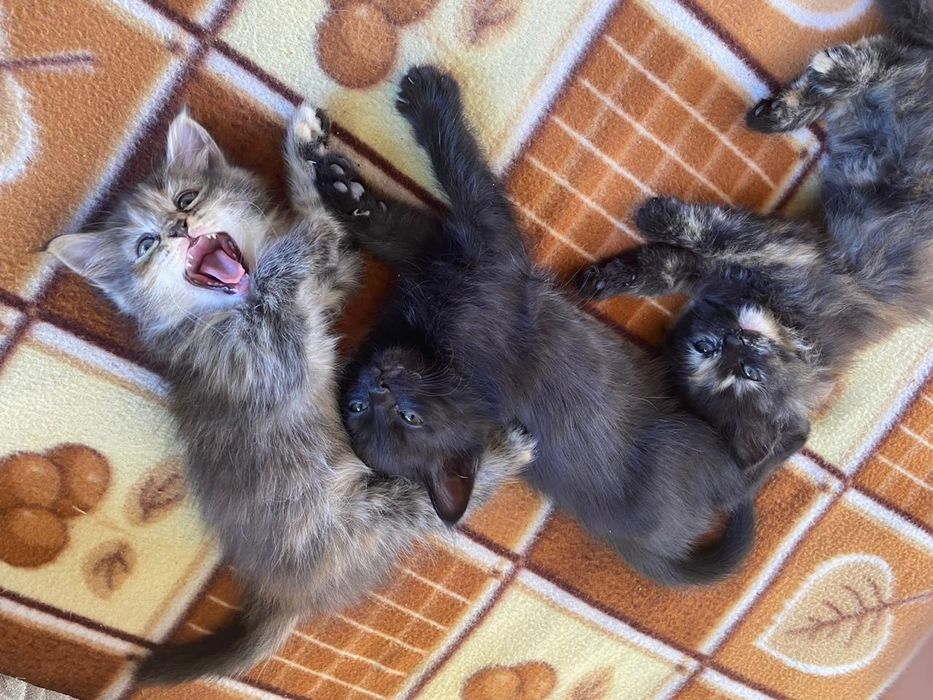 Отдаю котят в хорошие руки!