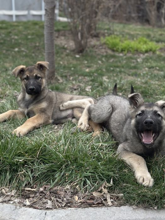 Продажа щенков ВЕО