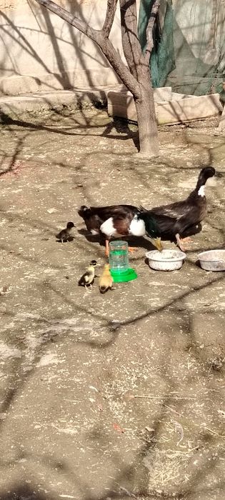 Урдак оиласи сотилади 17-февралда очиб чикди 2 та жужаси бор чикк