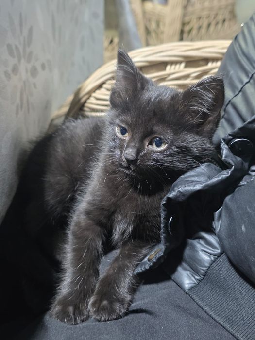 Ласковый котёнок-пацан в добрые руки