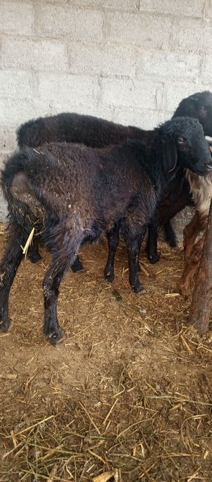 Qoʻchqor erkak echki  sotiladi kelishilgan holda